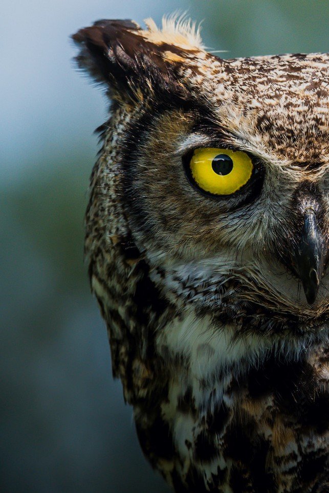 Understanding the Age and Size at First Breeding in Various Owl Species