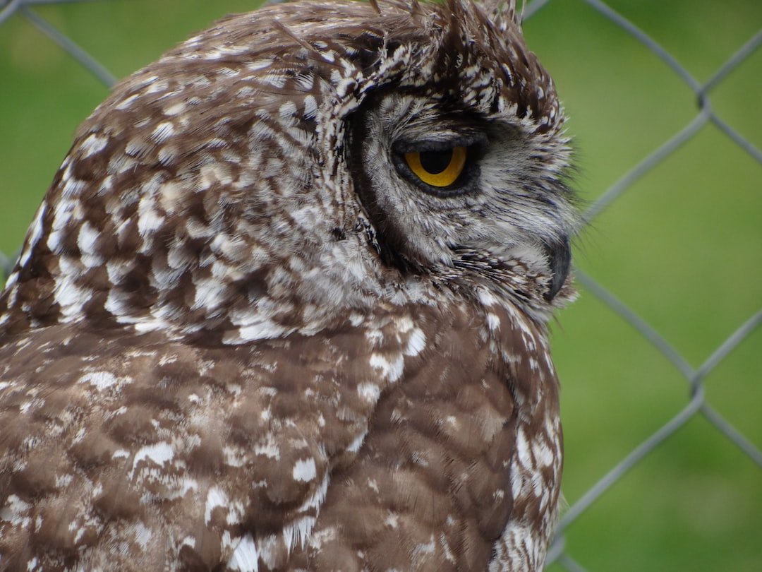 Decoding the Mysteries of Owls' Blood and Circulatory System