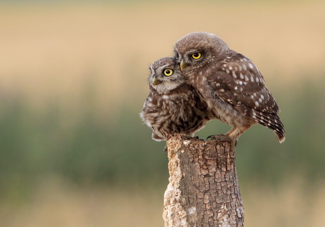 Mastering the Art of Owl Photography: Composition and Framing Techniques