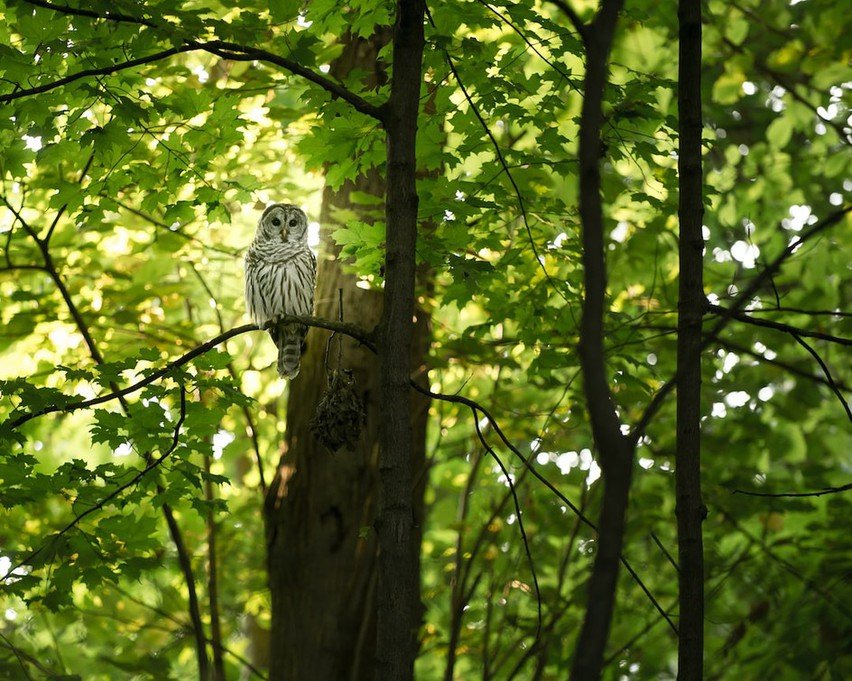 Preserving Owl Populations: Migration and Habitat Conservation Efforts