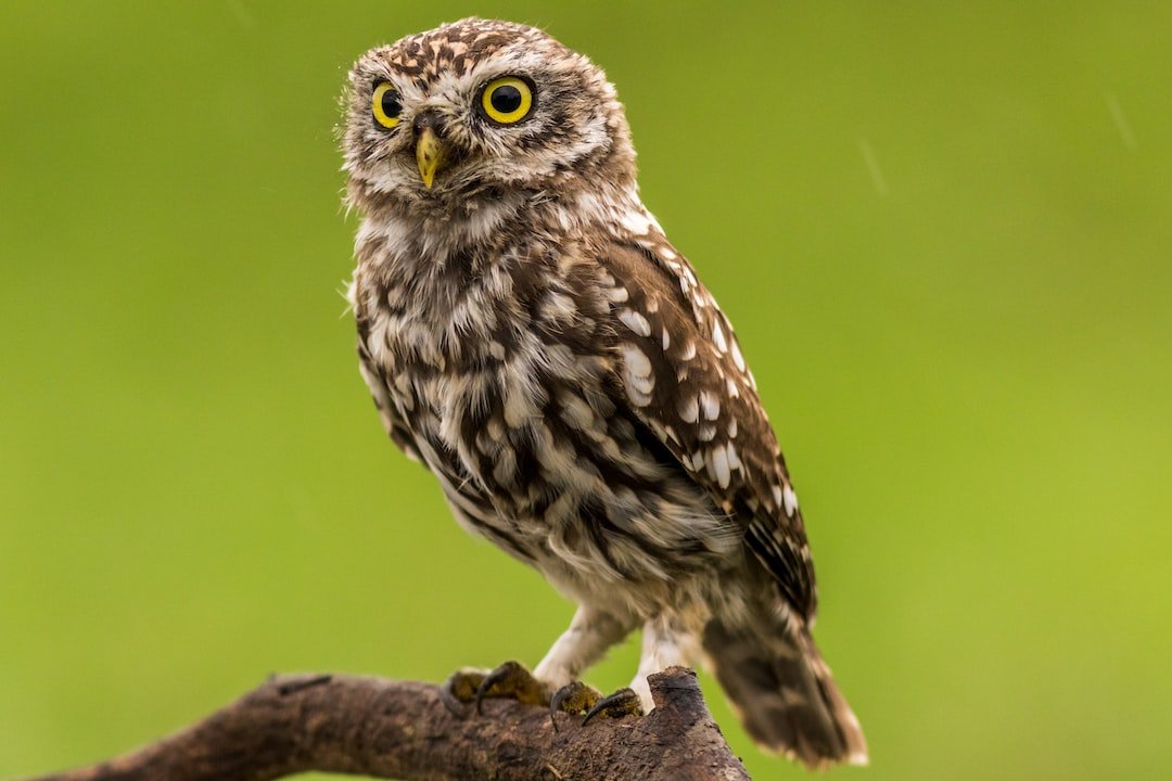 Exploring the Fascinating World of Desert Owl Habitats