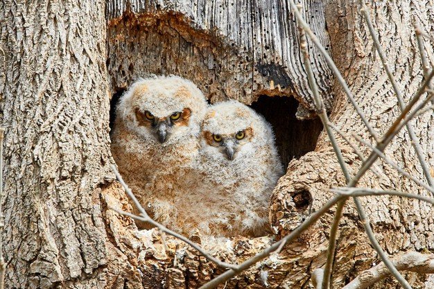 The Marvelous Development and Growth of Owl Chicks