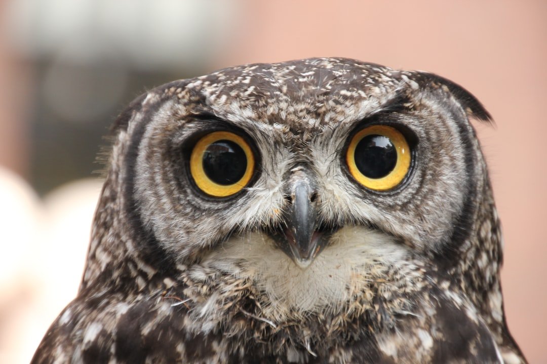 Saving Our Majestic Owls: Efforts to Reduce Owl Mortality from Human Activities