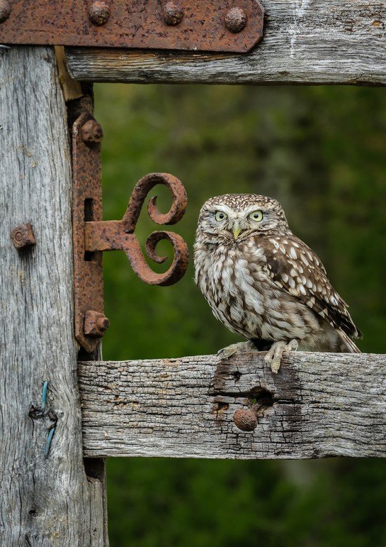 Exploring the Evolution of Owl Migration Patterns: A Fascinating Journey