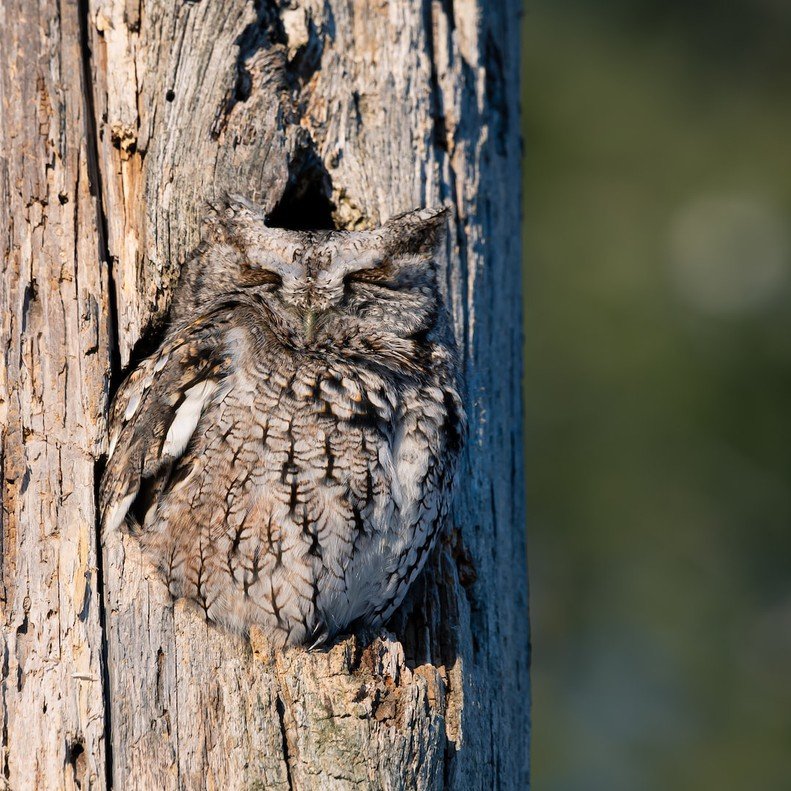 Discovering the Fascinating World of Ferruginous Pygmy Owls