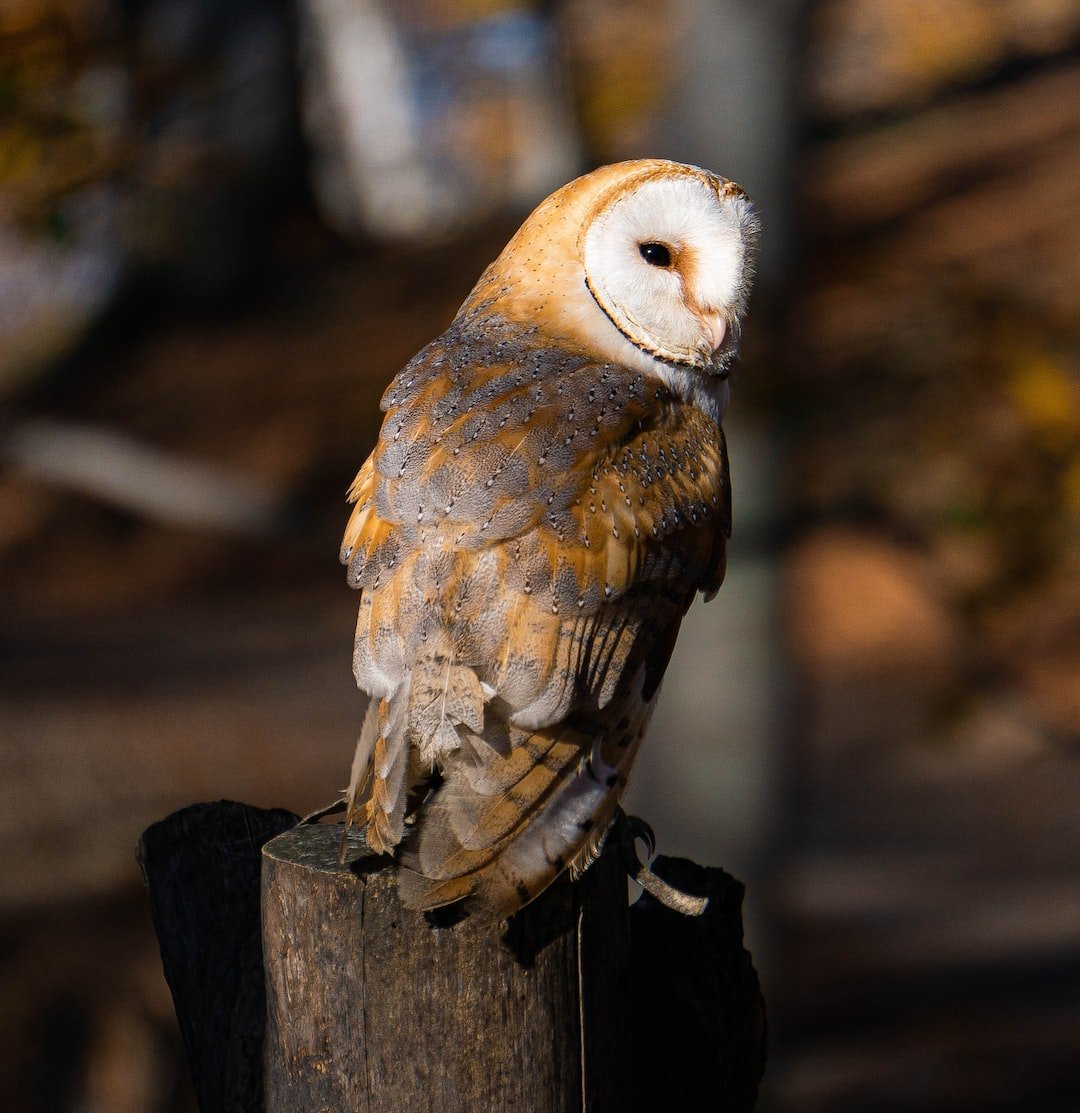 The Ultimate Guide to Owls: Unleashing the Magic of Guided Owl-Watching Tours and Experiences