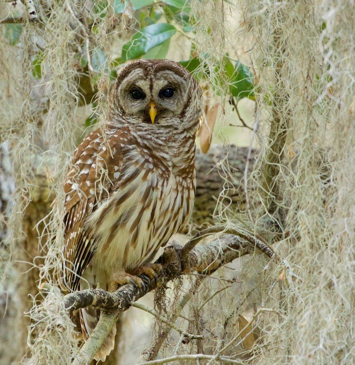 Advancing Owl Conservation through International Agreements and Policies