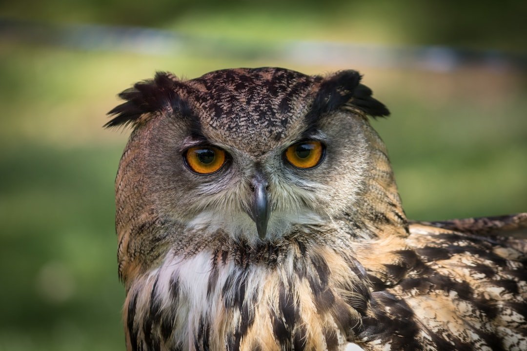 Engaging Local Communities in Owl Conservation: A Key to Protecting These Majestic Creatures