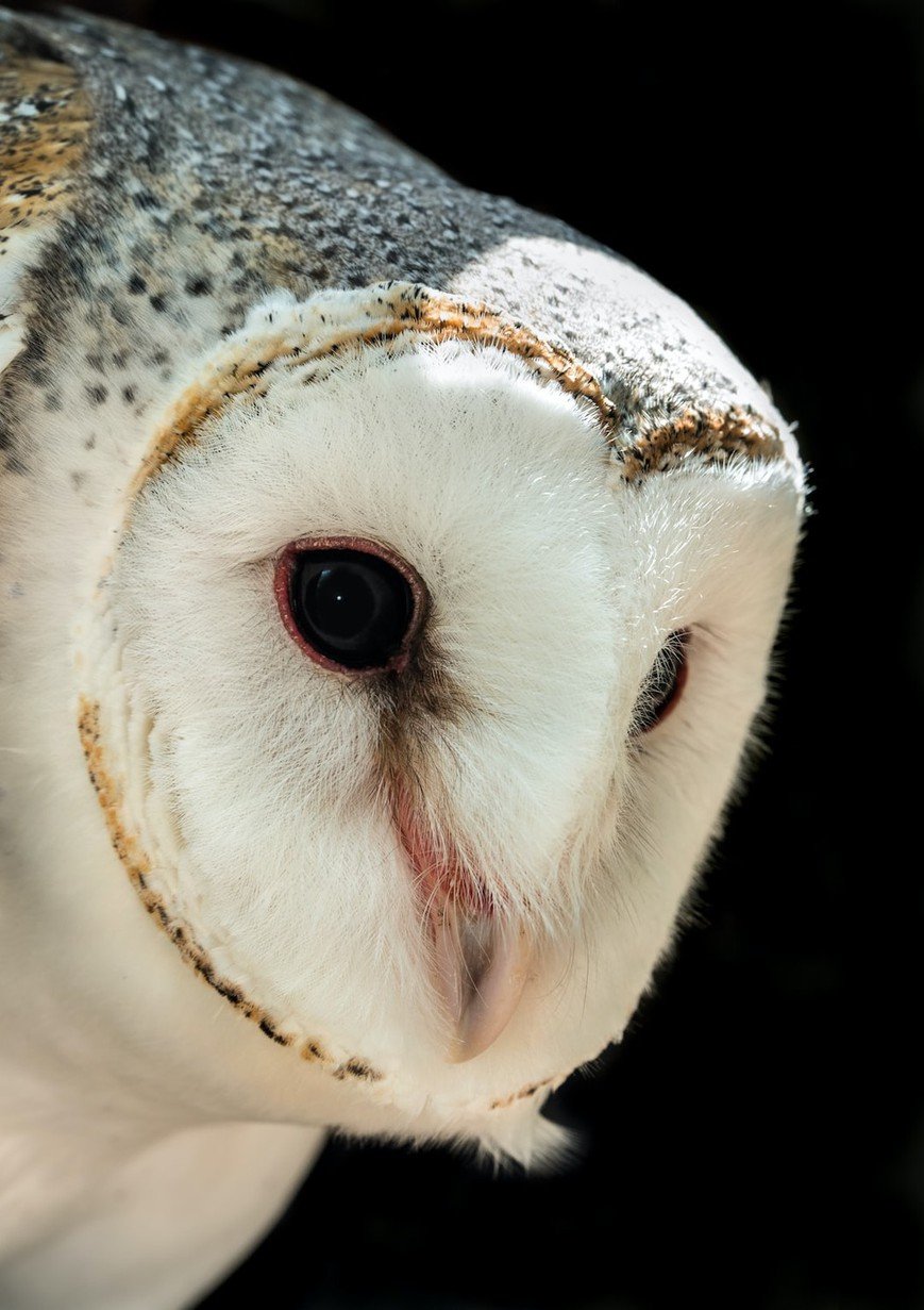 Owls: Symbolizing Femininity and Intuition
