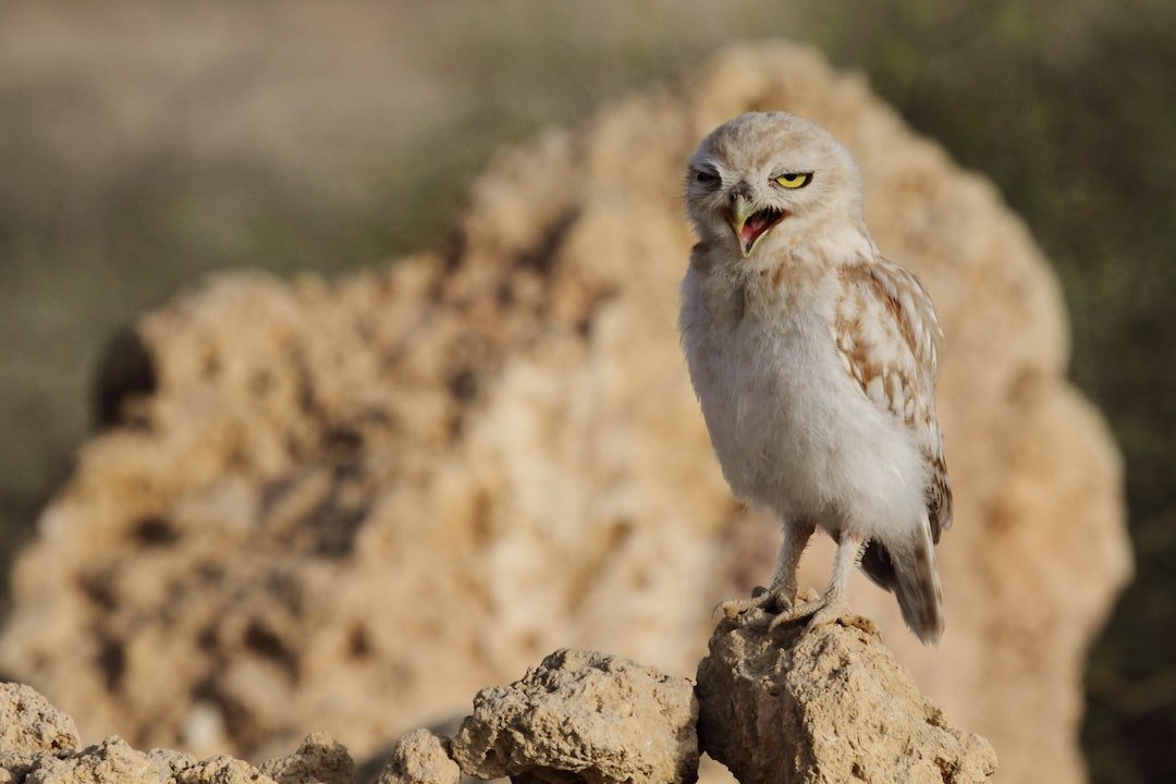 The Wisdom of Owls: Exploring Their Symbolism