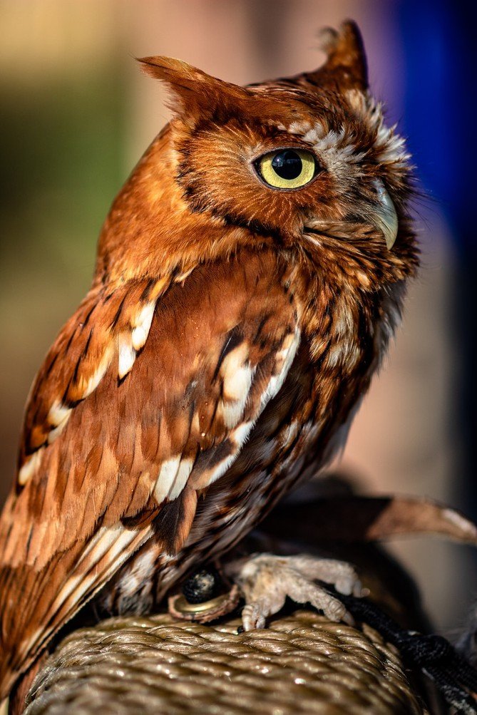 Owl Communication: Exploring the Fascinating Vocalizations of These Mysterious Birds
