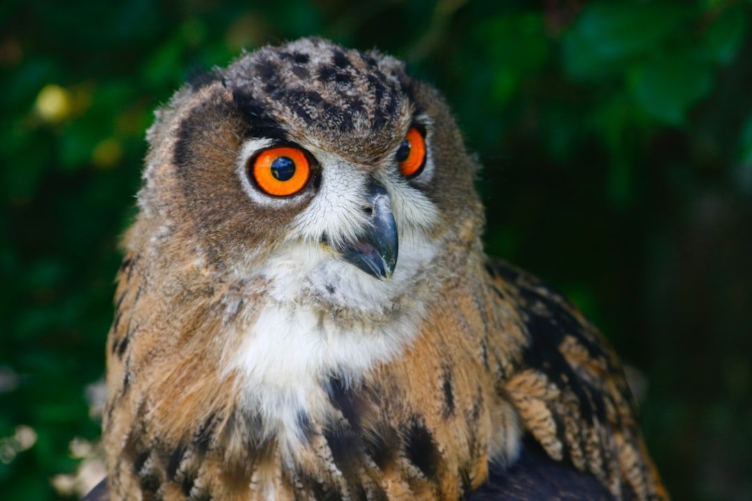 Protecting the Silent Hunters: Owl Conservation Organizations and Initiatives