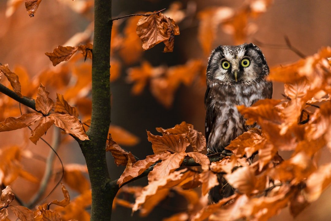 Owl Diet Variations: Exploring Seasonal and Habitat Influences