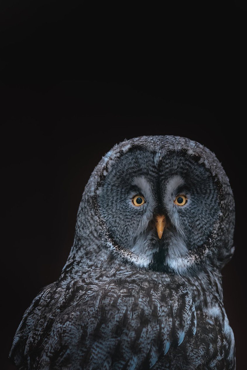The Marvelous World of Owls: Unveiling their Extraordinary Ear Anatomy and Hearing Capabilities