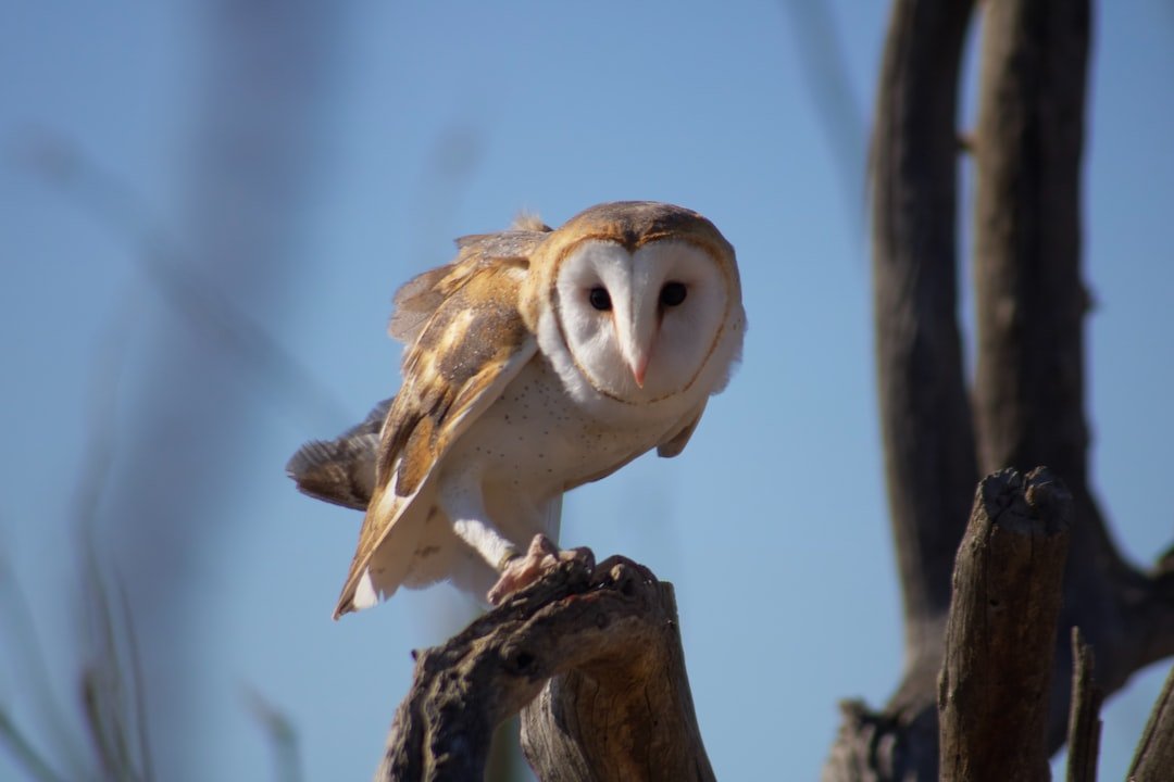 The Fascinating Hunting Behavior and Techniques of Owls