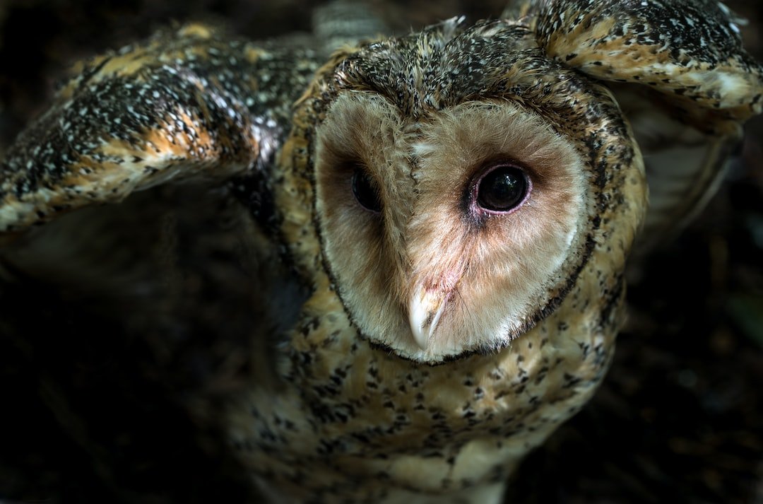 Owls in Celtic and Norse Mythology: Mysterious Creatures of Wisdom and Magic