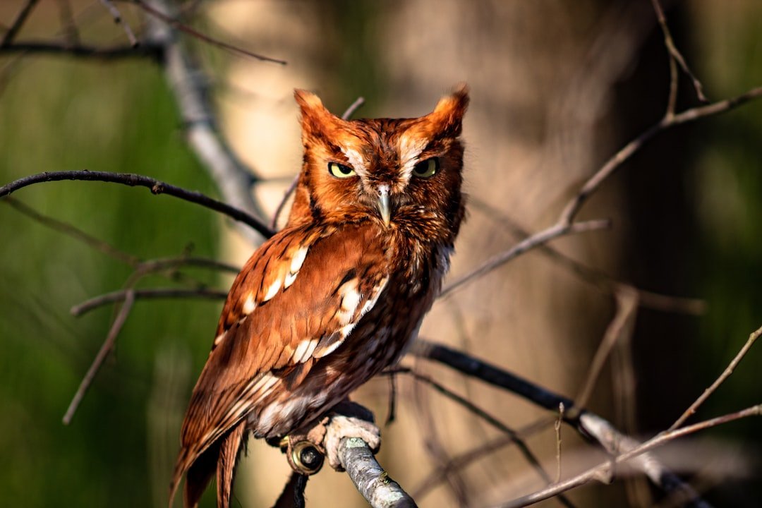 The Enchanting World of Owl Mating Rituals and Behavior