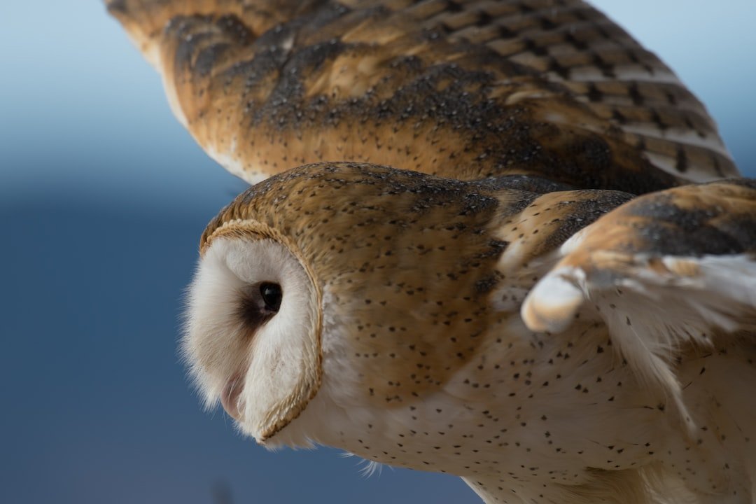 Unveiling the Enigmatic Mating Systems of Owls: Monogamy versus Polygamy