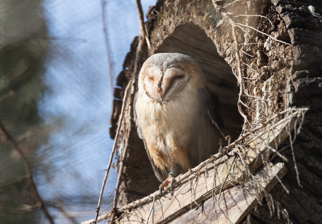 The Fascinating Migration Behavior and Patterns of Owls