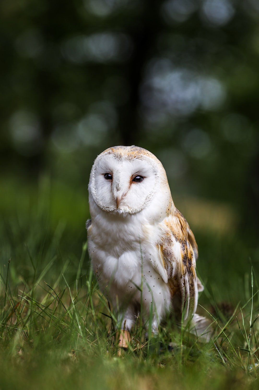 Owl Monitoring and Population Surveys: Understanding and Protecting These Mysterious Creatures