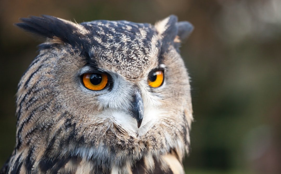 The Mysterious World of Owl Sleep Patterns and Behavior
