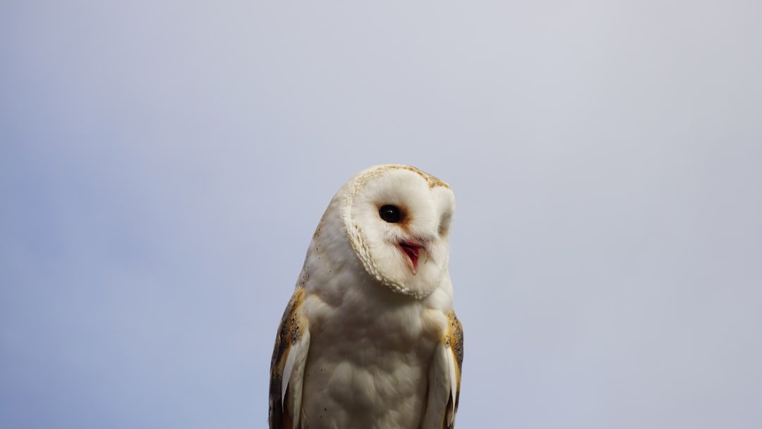Safeguarding Owl Nests: Strategies to Prevent Predation