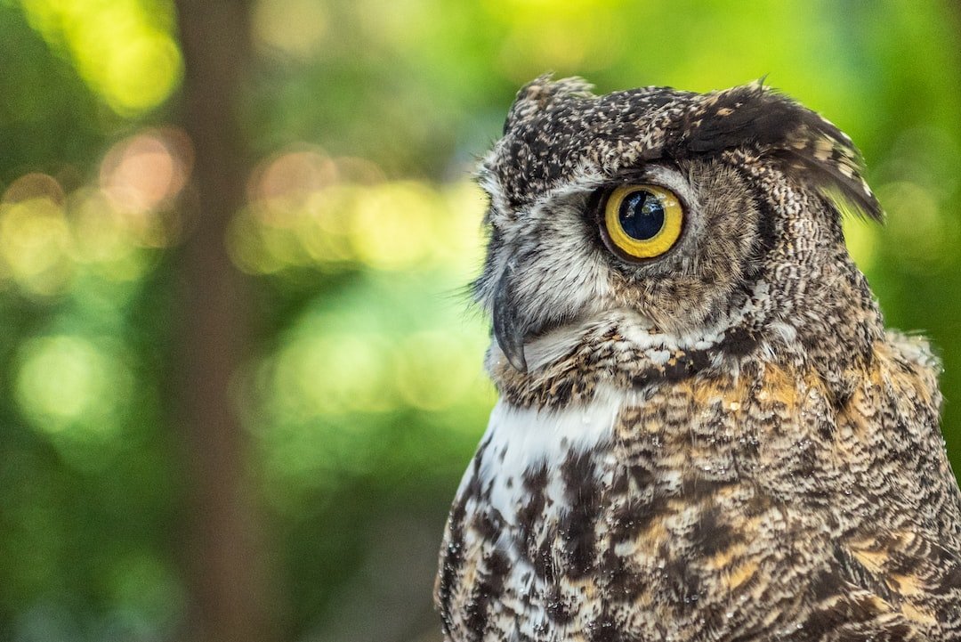Restoring Degraded Owl Habitats: A Step Towards Conservation