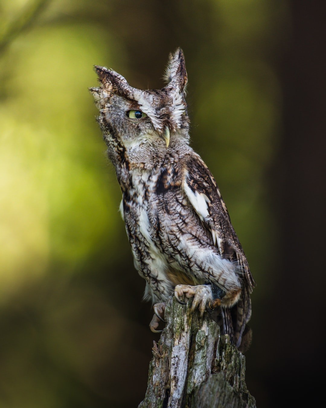 Owls on the Move: Unveiling Stopover Sites and Habitat Use During Owl Migration