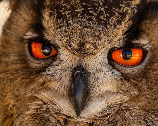 Fascinating Facts About the Tawny Owl Species