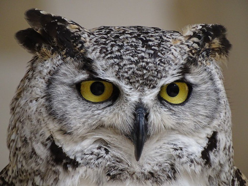 Exploring Tundra Owl Habitats: Unveiling the Secrets of These Subarctic Birds