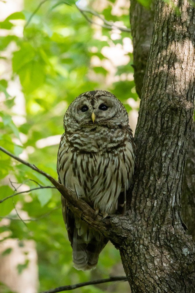 Unveiling the Eclectic Palate of Owls: Types of Prey Consumed by these Nighttime Hunters