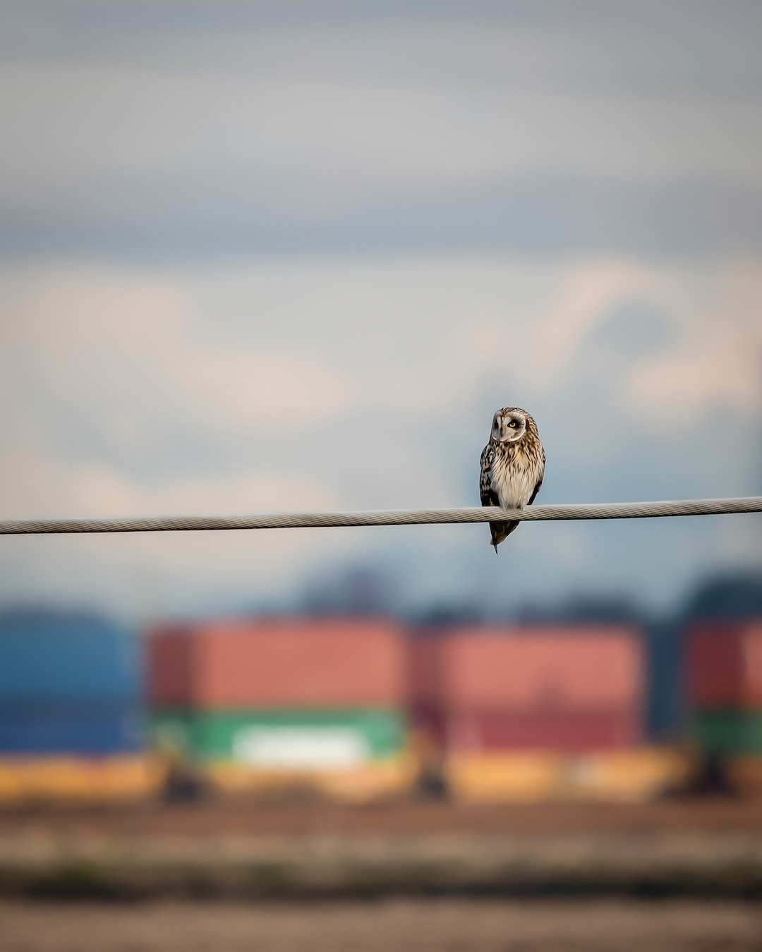 Creating Urban Habitats for Owls: A Guide to Coexisting with These Majestic Birds
