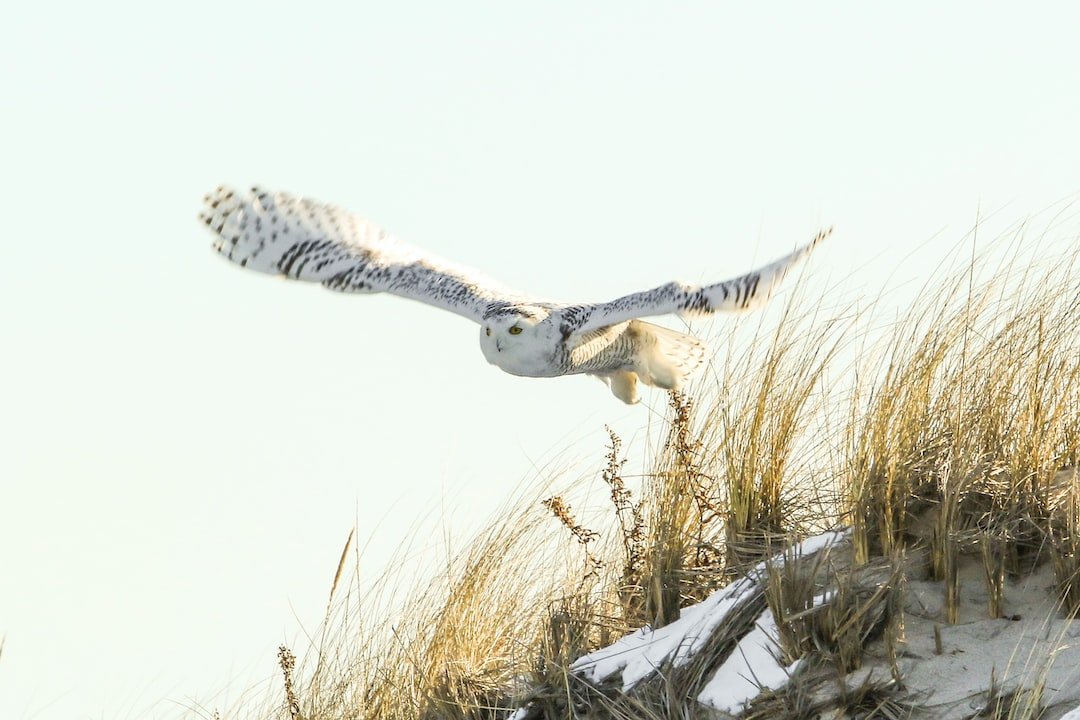 Discover the Enchanting World of Owls in Wetland Habitats