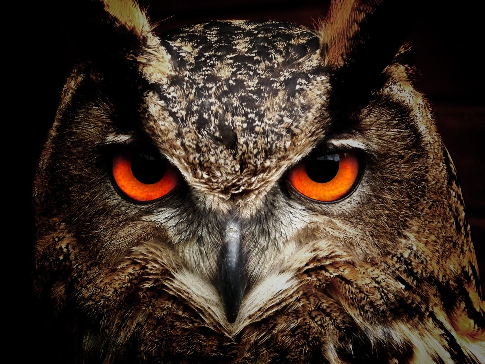 Owls are fascinating creatures that have captured the imagination of humans for centuries. Known for their mysterious and enigmatic nature, owls are often associated with wisdom, intelligence, and stealth. Pakistan is home to a variety of owl species, each with its own unique characteristics and adaptations.